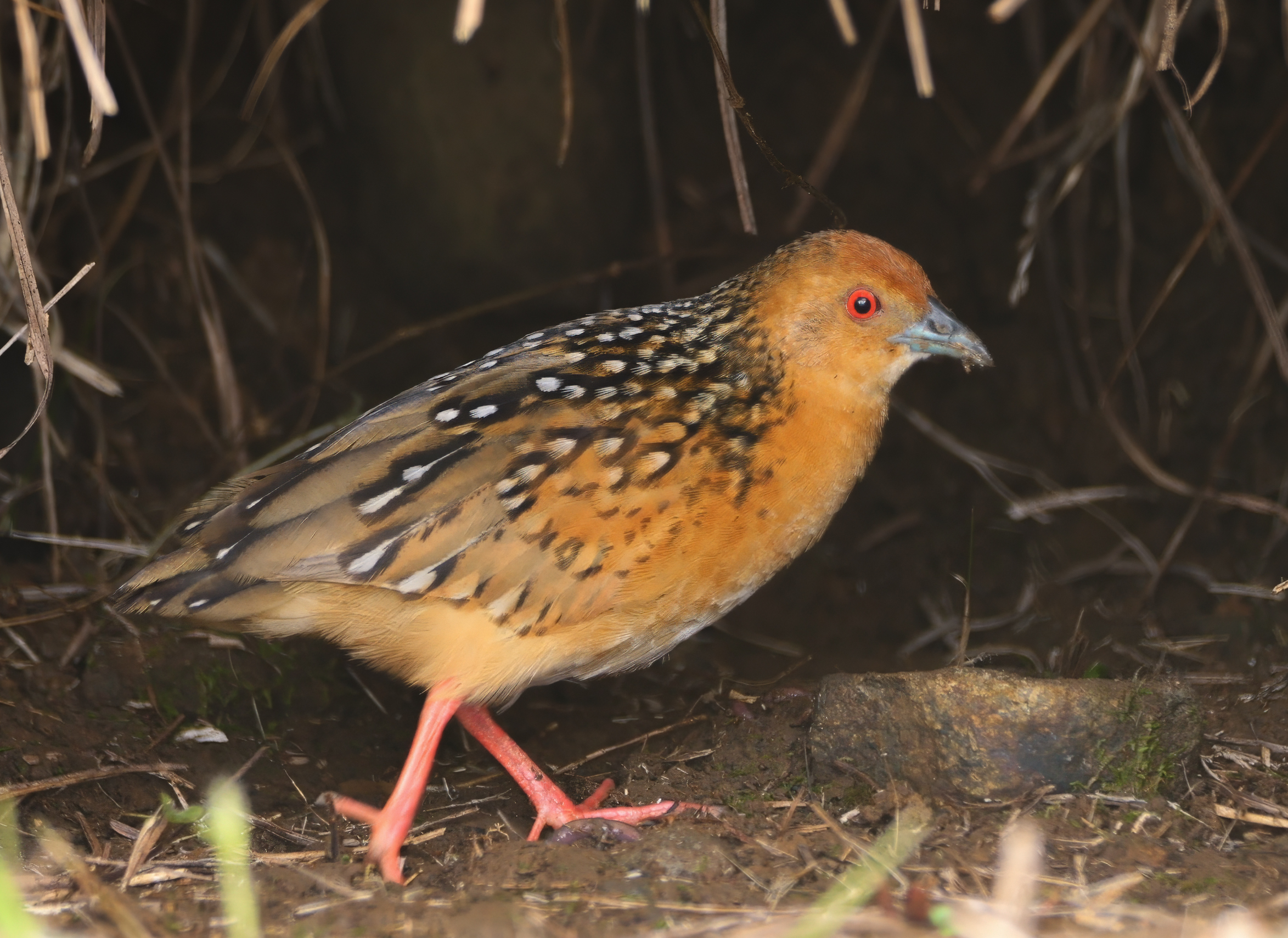 Ocellated Crake