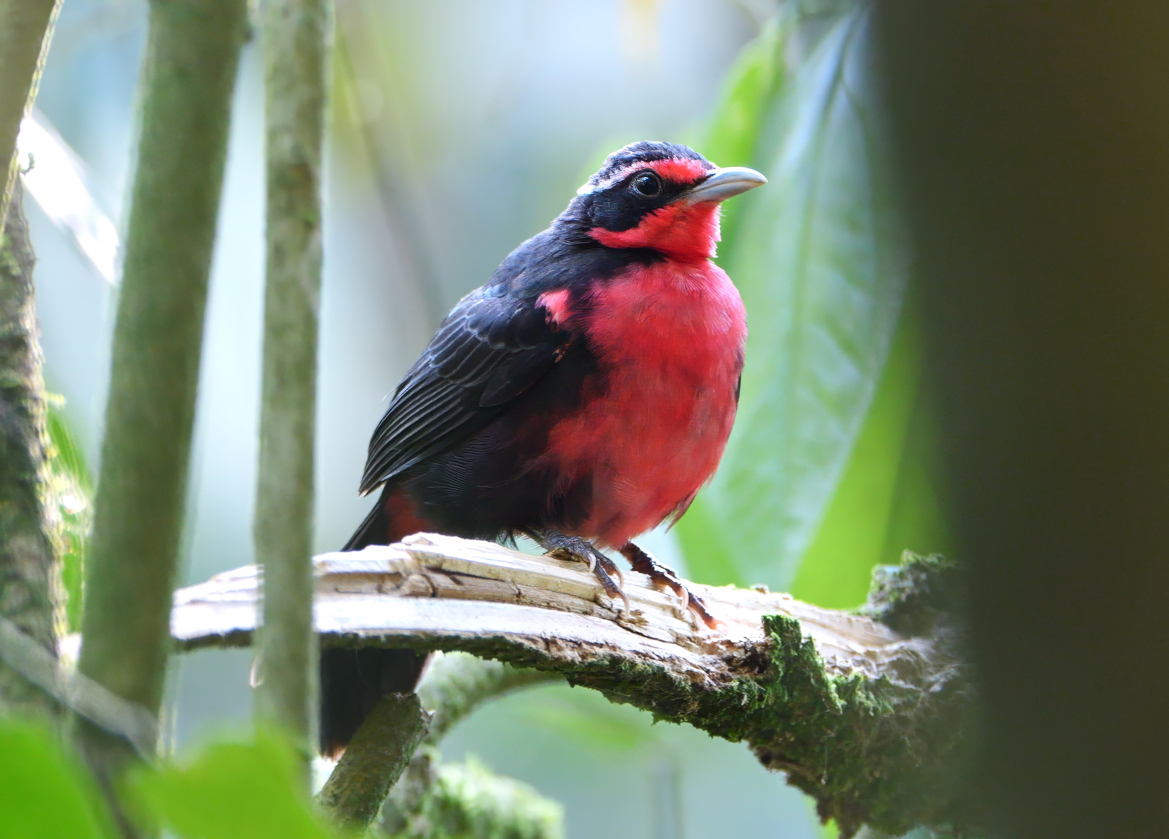 Rosy-thrush Tanager