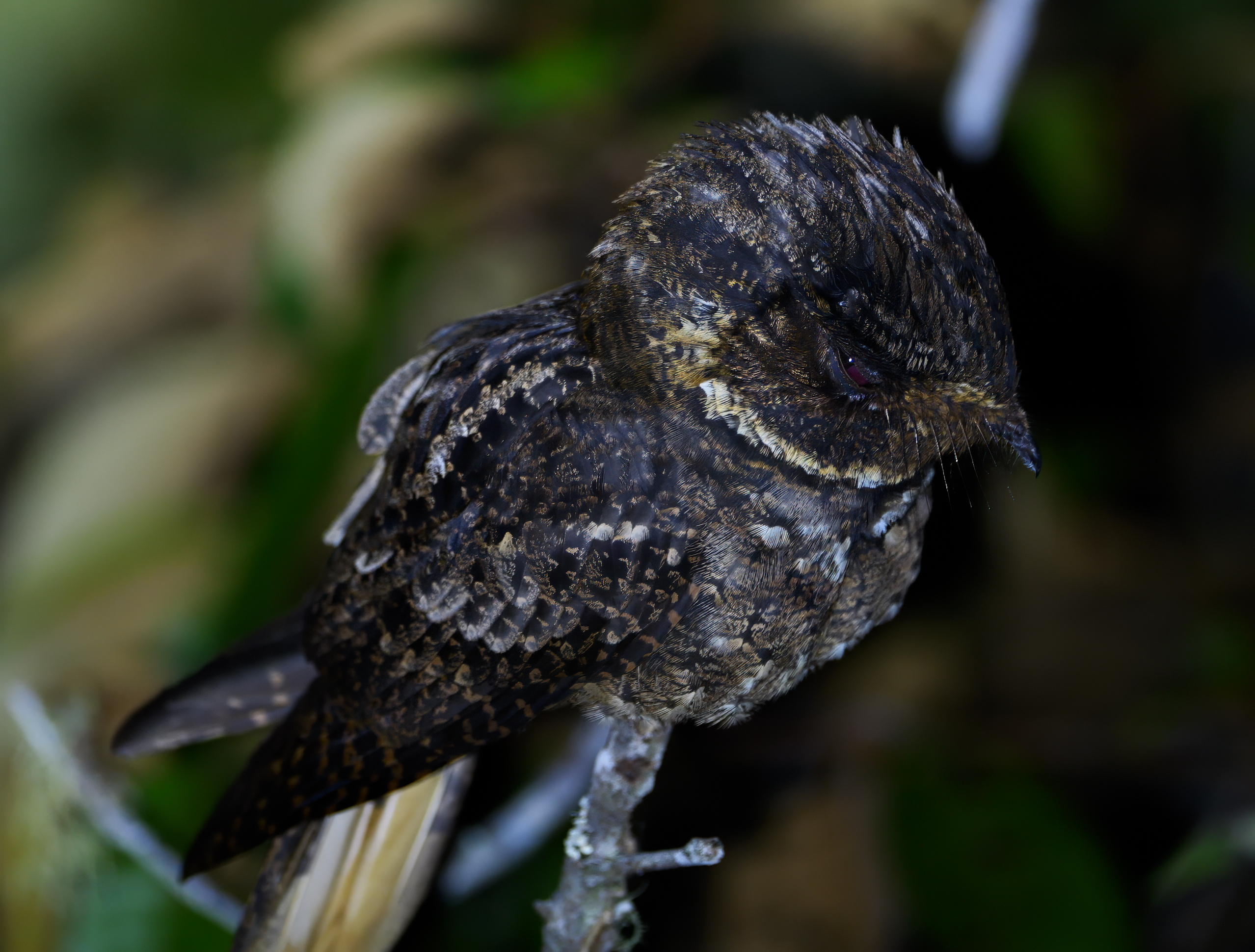 Rufous Nightjar