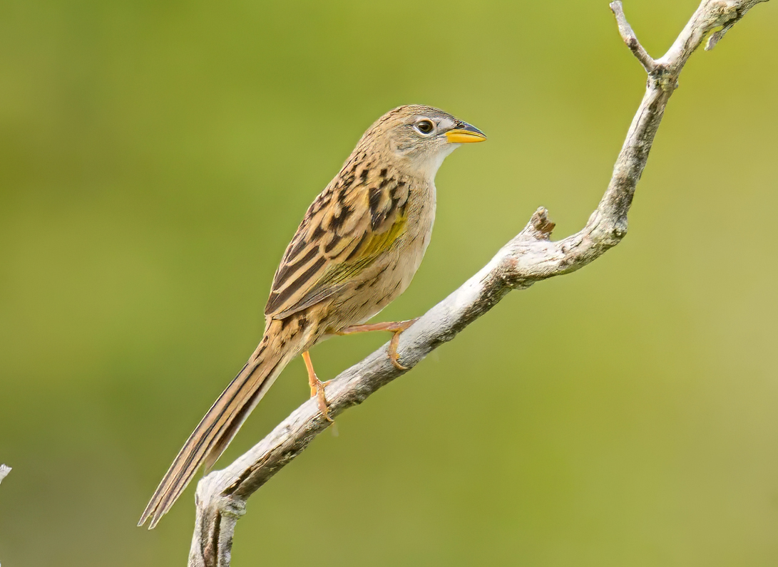 Wedge-tailed Grassfinch