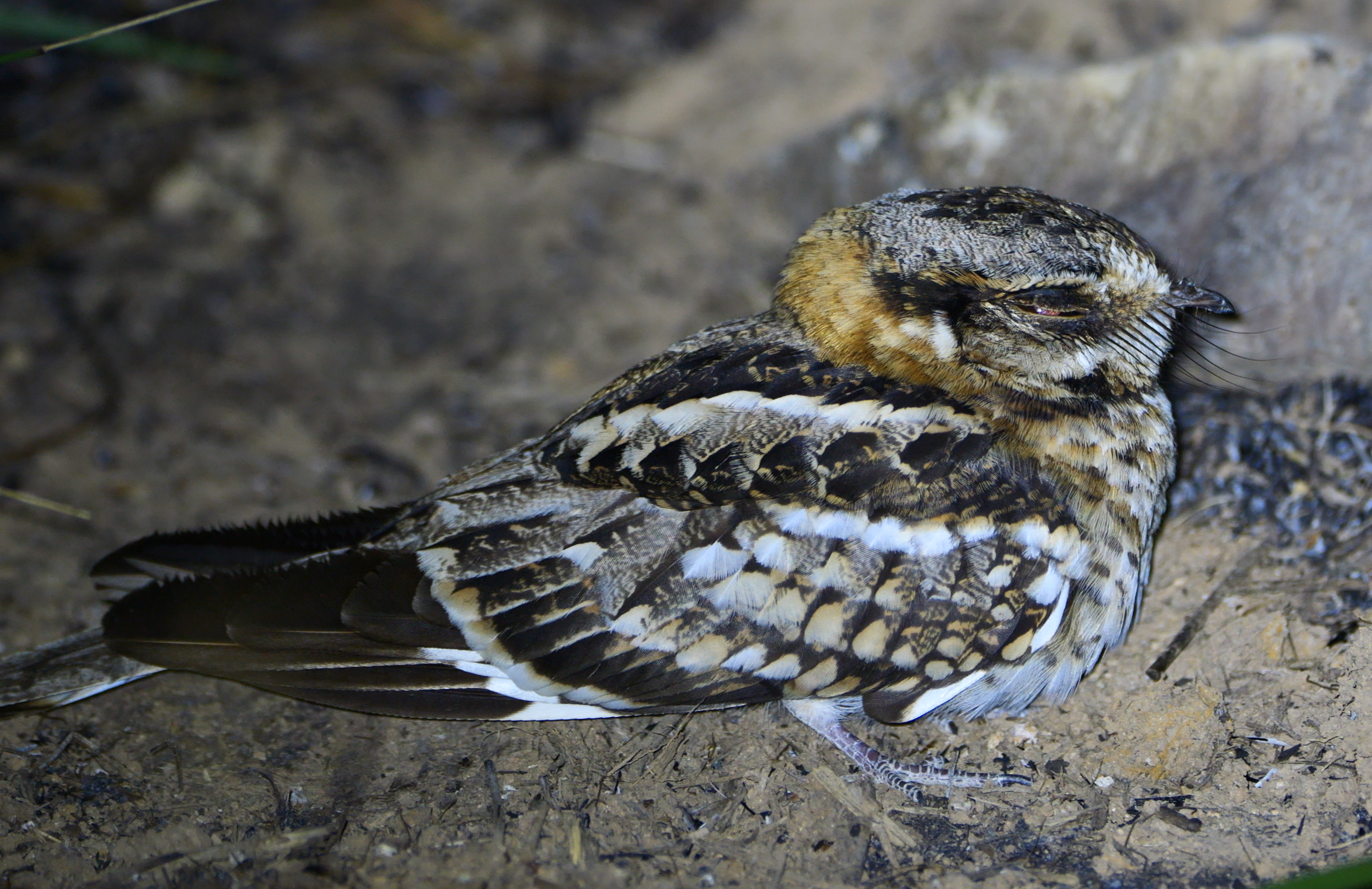 White-tailed Nightjar